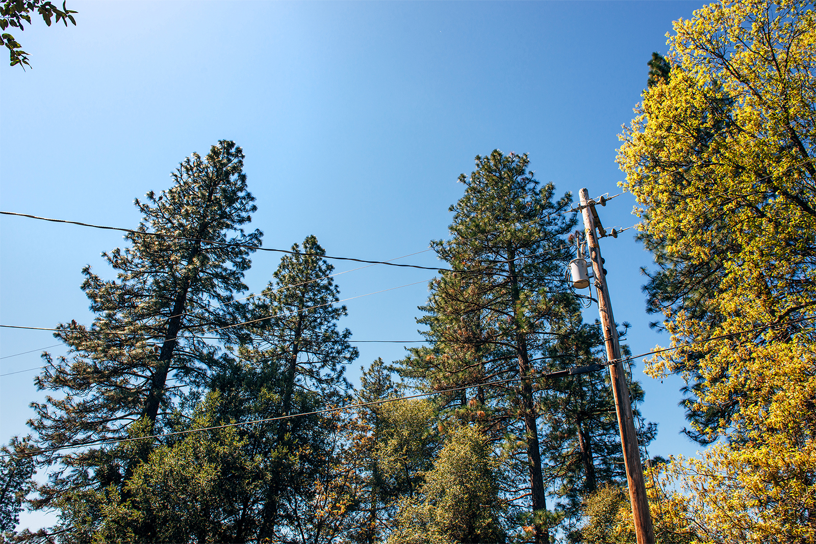 Utility Pole Among Trees