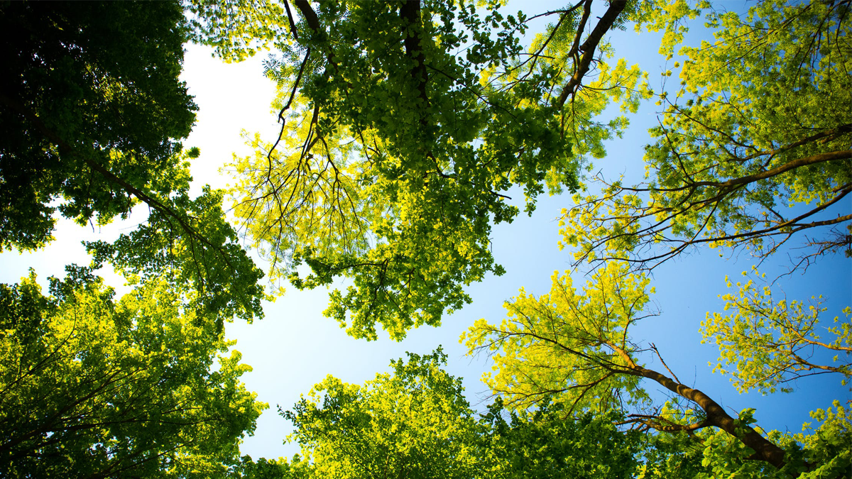 Smart City Teaser trees Green