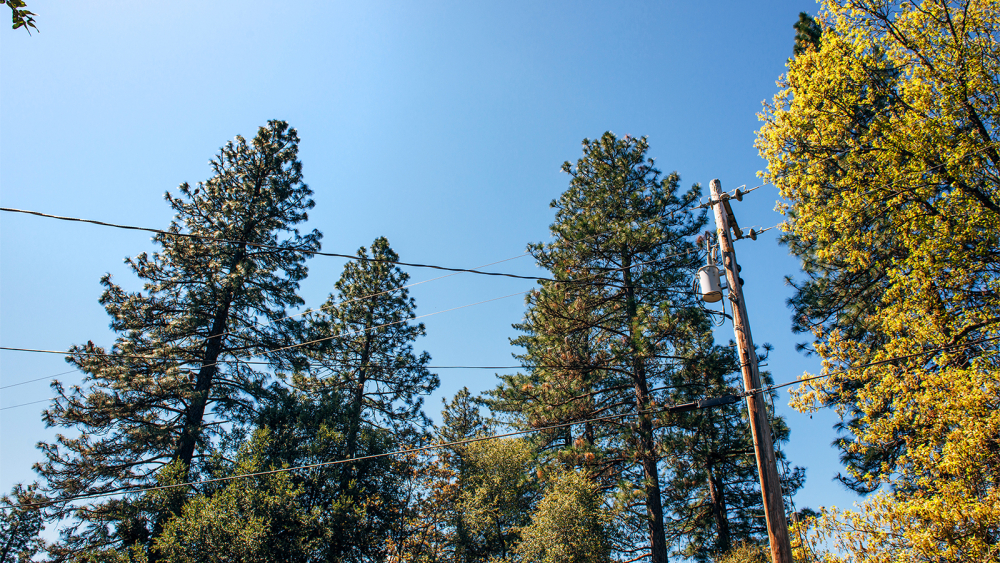 Utility Pole Among Trees