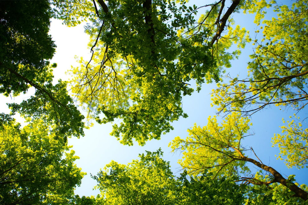 Smart City Teaser trees Green